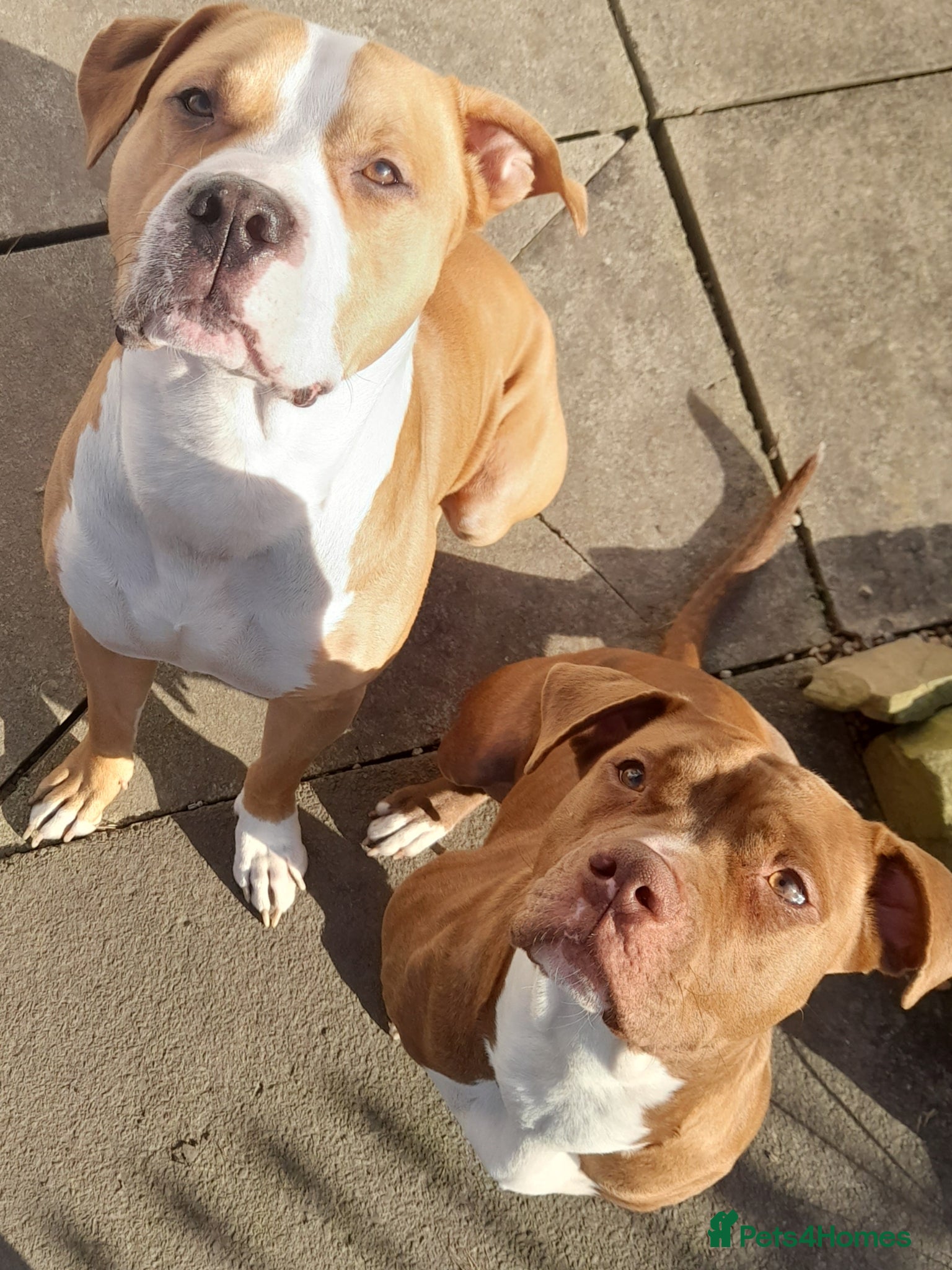 Alapaha Blue Blood Bulldog dogs Beautiful alpha blue bulldog puppies  - Advert 3