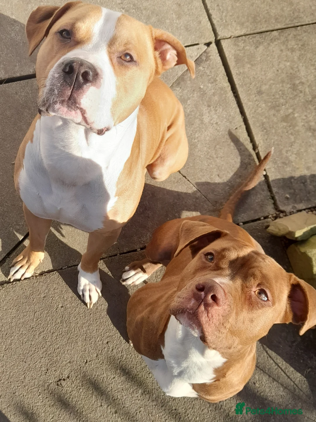 Alapaha Blue Blood Bulldog dogs for sale: Beautiful alpha blue bulldog puppies  in Huddersfield - Advert 1