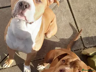 Alapaha Blue Blood Bulldog dogs Beautiful alpha blue bulldog puppies - Advert 1