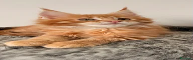 Maine Coon 1