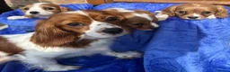Cavalier King Charles Spaniel dogs for sale: Blenheim Cavalier King Charles pups ready now  - Advert 16