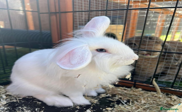 Mini Lion Lop rabbits - Advert 3