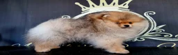 Pomeranian dogs for sale: Luxury Pomeranian puppies for sale!!! - Advert 14