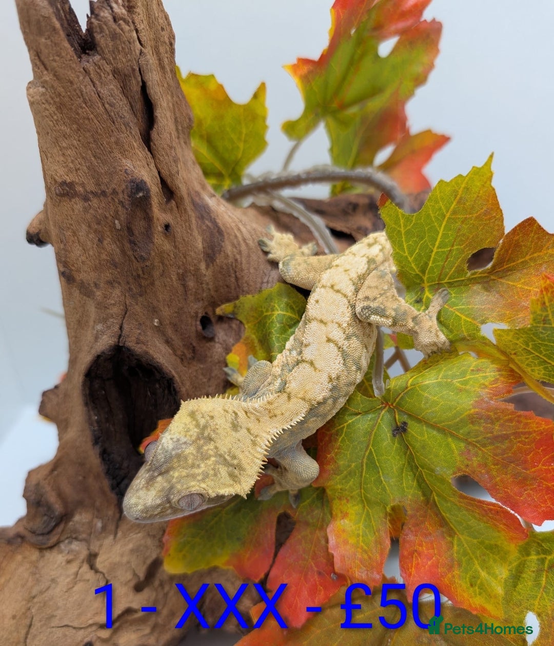 Gecko reptiles for sale: Adult Crested Geckos - Image 2