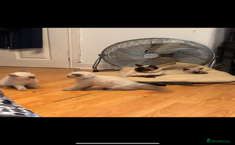 Ragdoll cats - Advert 5