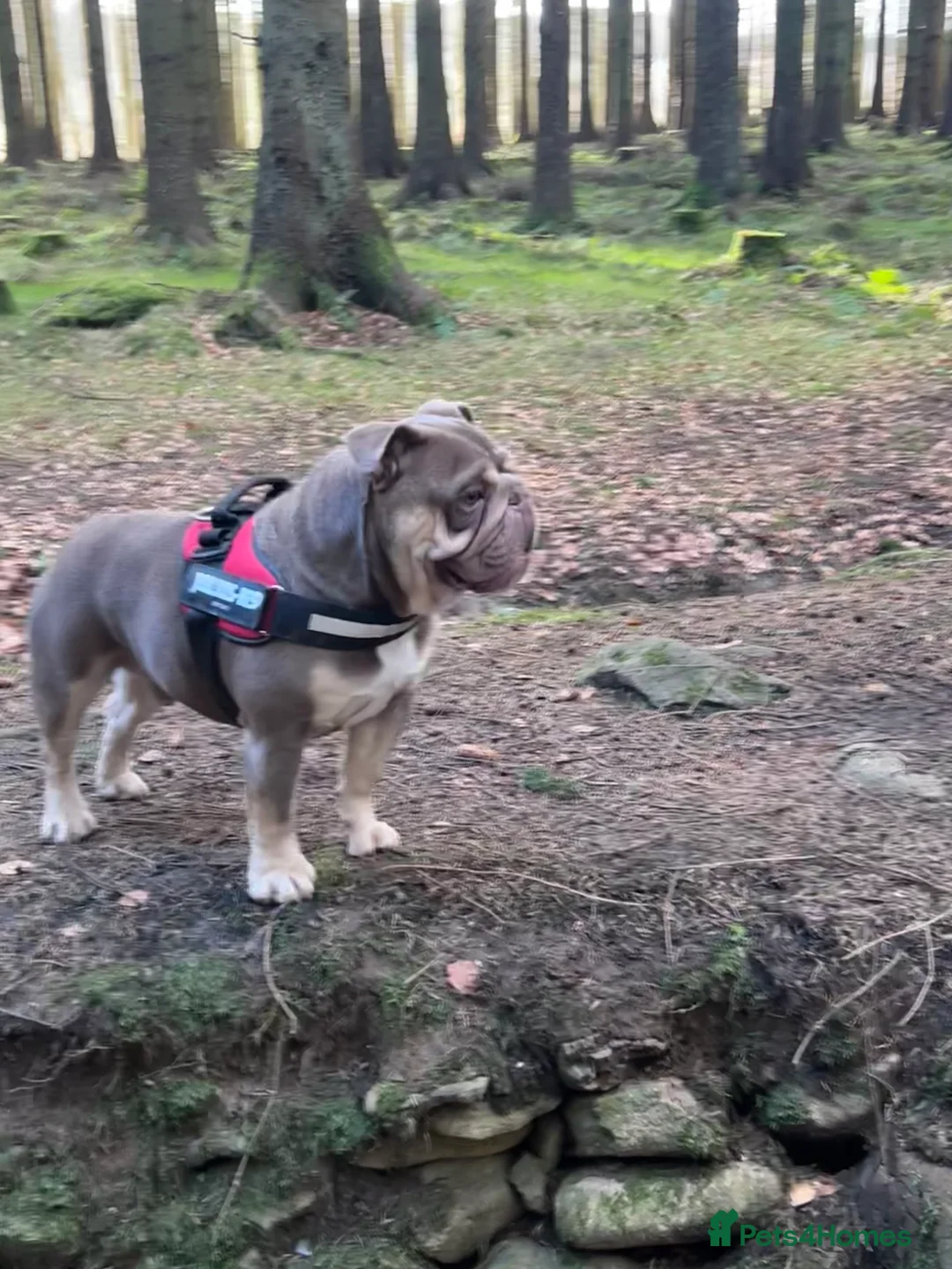 English Bulldog dogs for stud: English bulldog for stud  - Advert 1