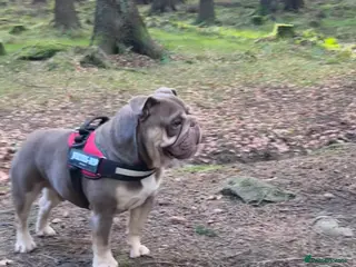 English Bulldog dogs English bulldog for stud - Advert 1