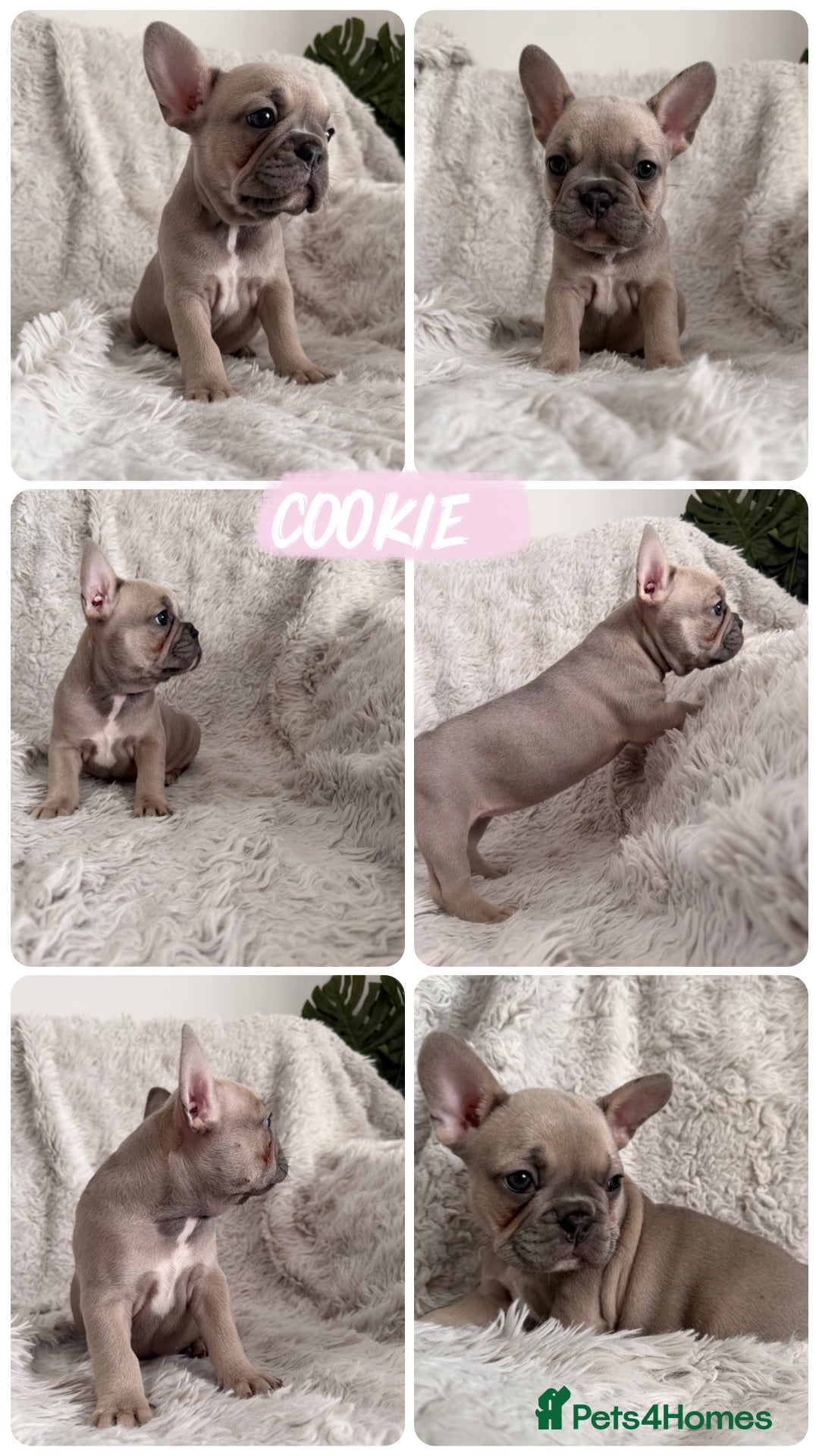 French Bulldog dogs 🐾 Frenchies Ready for Their Forever Homes! 🐾 - Advert 11
