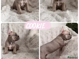 French Bulldog dogs 🐾 Frenchies Ready for Their Forever Homes! 🐾 - Advert 6