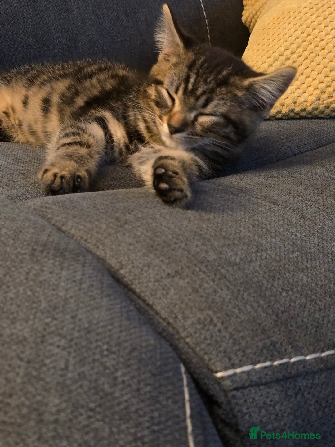 Mixed Breed cats for sale: Heartbreaking decision to rehome - Advert 7