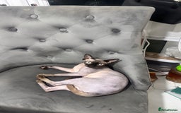 Sphynx cats for sale: ✨ 3 Beautiful Sphynx Kittens – 2 Boys & 1 Girl ✨ - Image 6