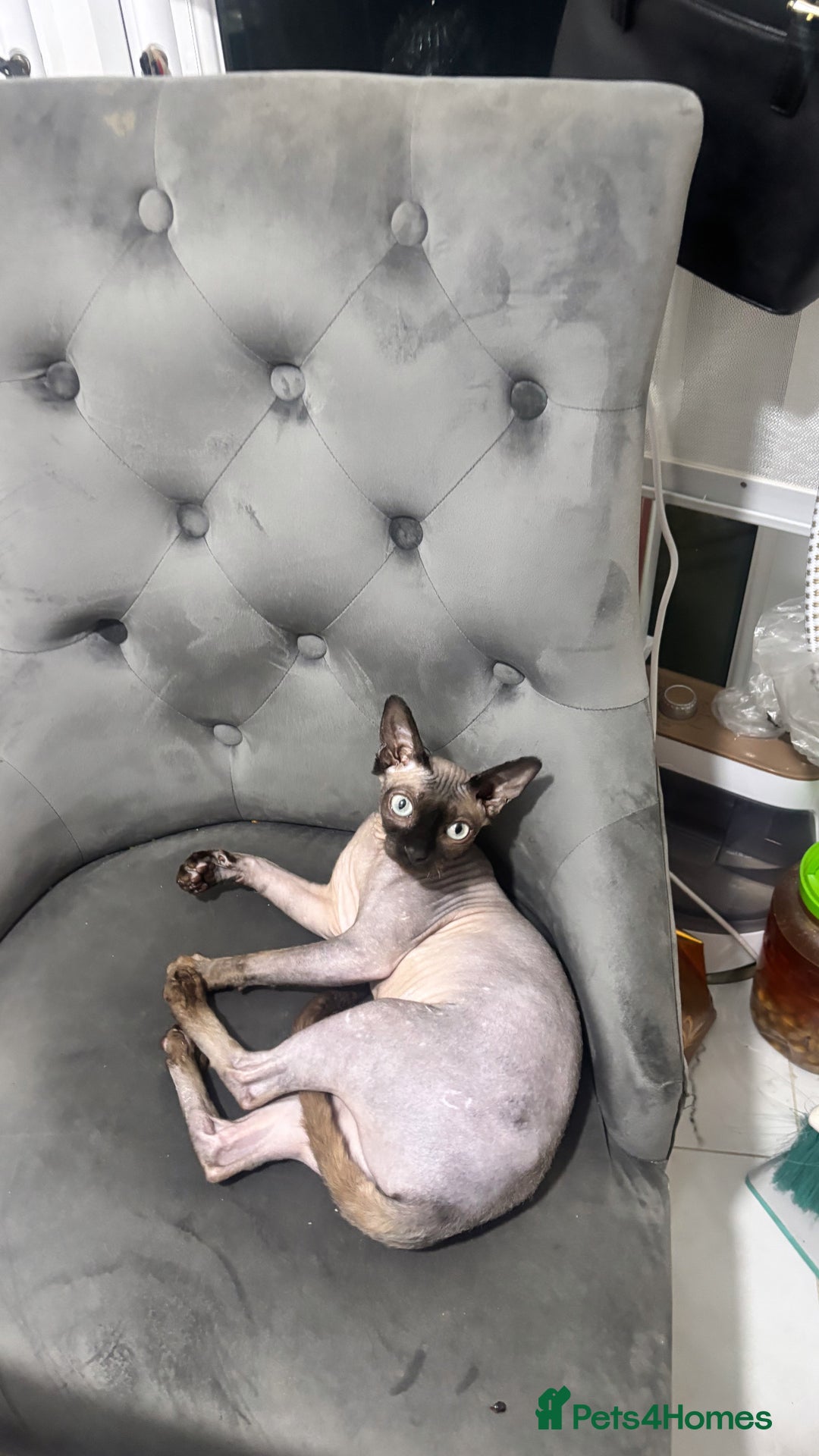 Sphynx cats for sale: ✨ 3 Beautiful Sphynx Kittens – 2 Boys & 1 Girl ✨ - Image 6