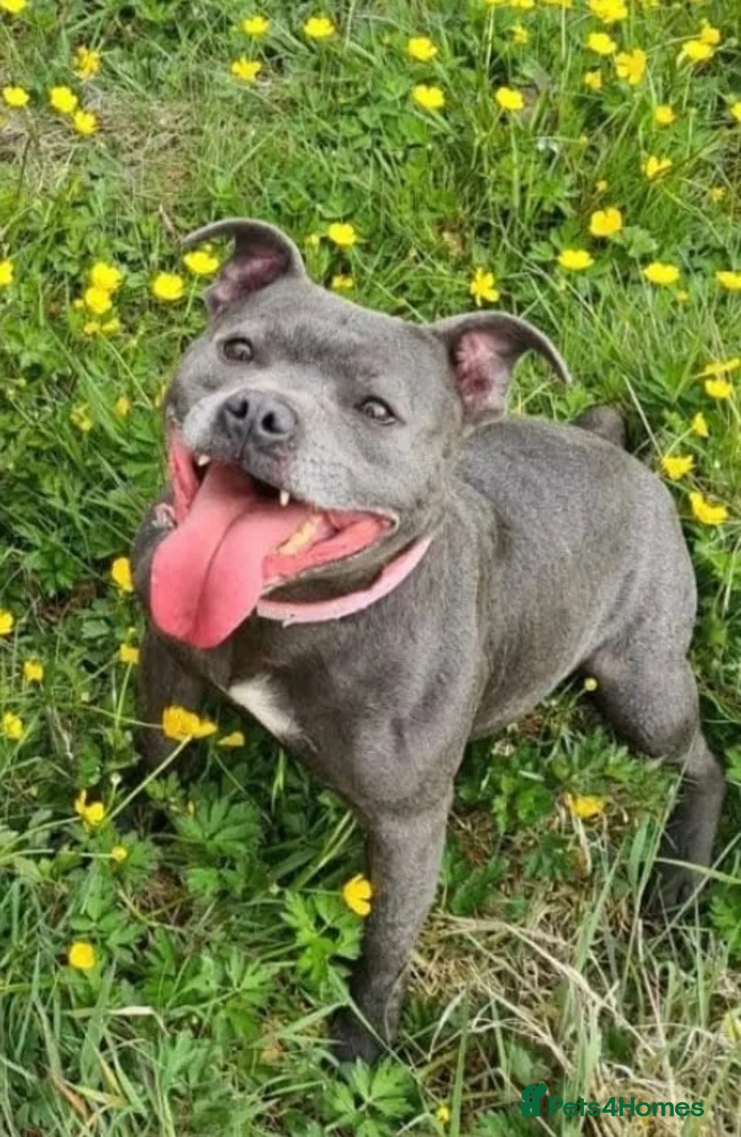 Staffordshire Bull Terrier dogs for sale: Wee lulu - Advert 2