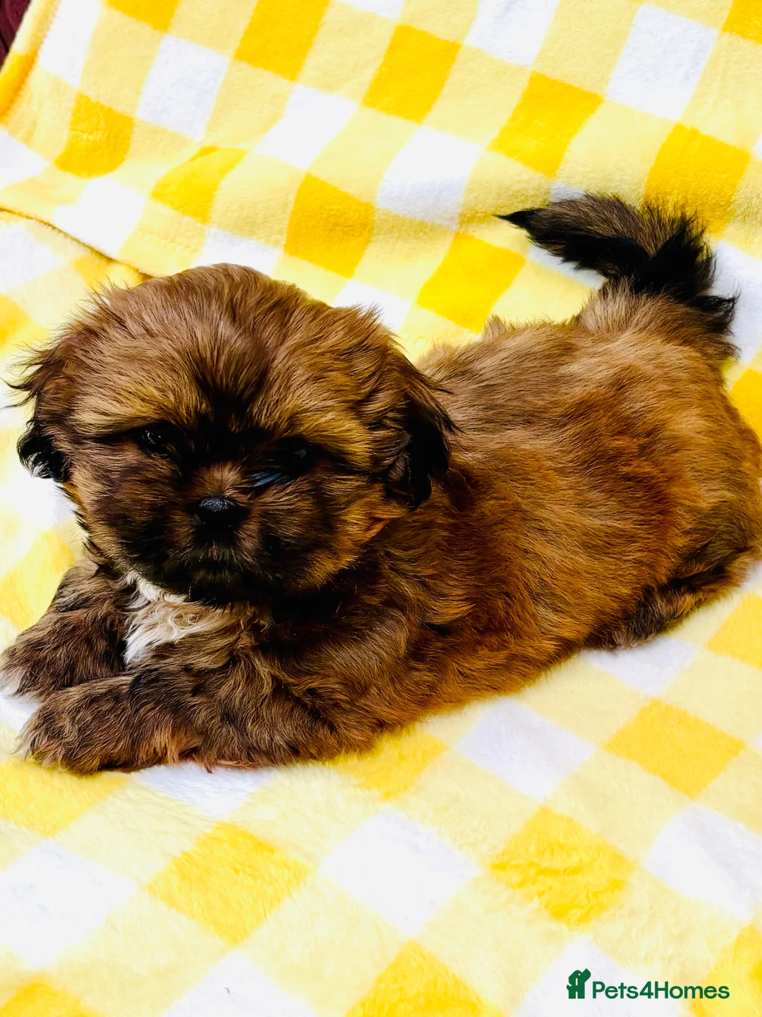 Shih Tzu dogs for sale: Adorable KC Reg boy and girl puppies - Advert 2