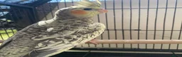 Cockatiels birds for sale: Cockatiels lutino mix and pied 12 weeks old - Advert 5