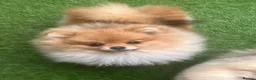 Pomeranian dogs for sale: Orange Male Import  - Advert 3
