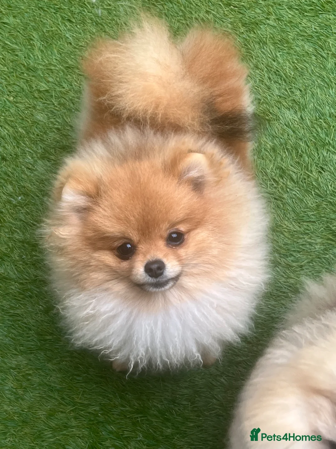Pomeranian dogs for sale: Orange Male Import  - Advert 3