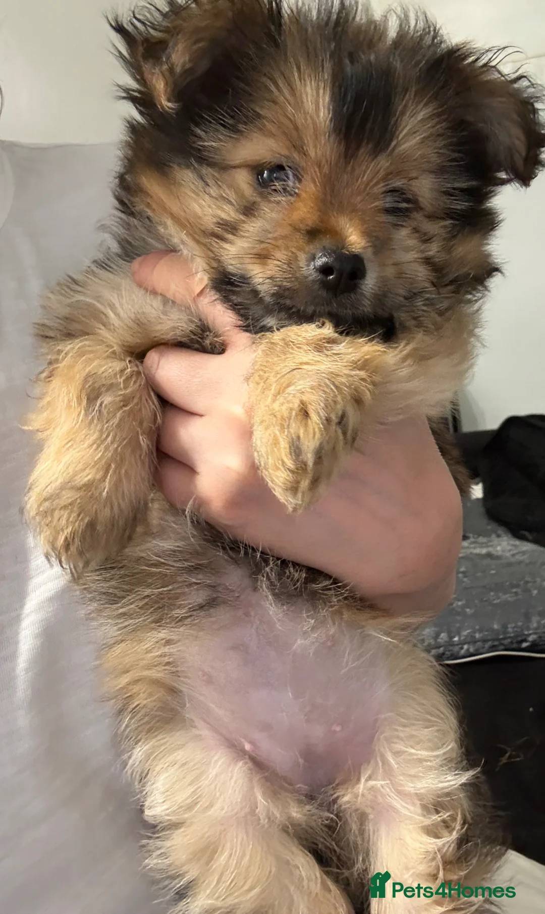 Mixed Breed dogs for sale: Yorkie Pom Girl  - Advert 4
