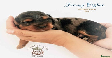 Cavapoo dogs - Advert 13