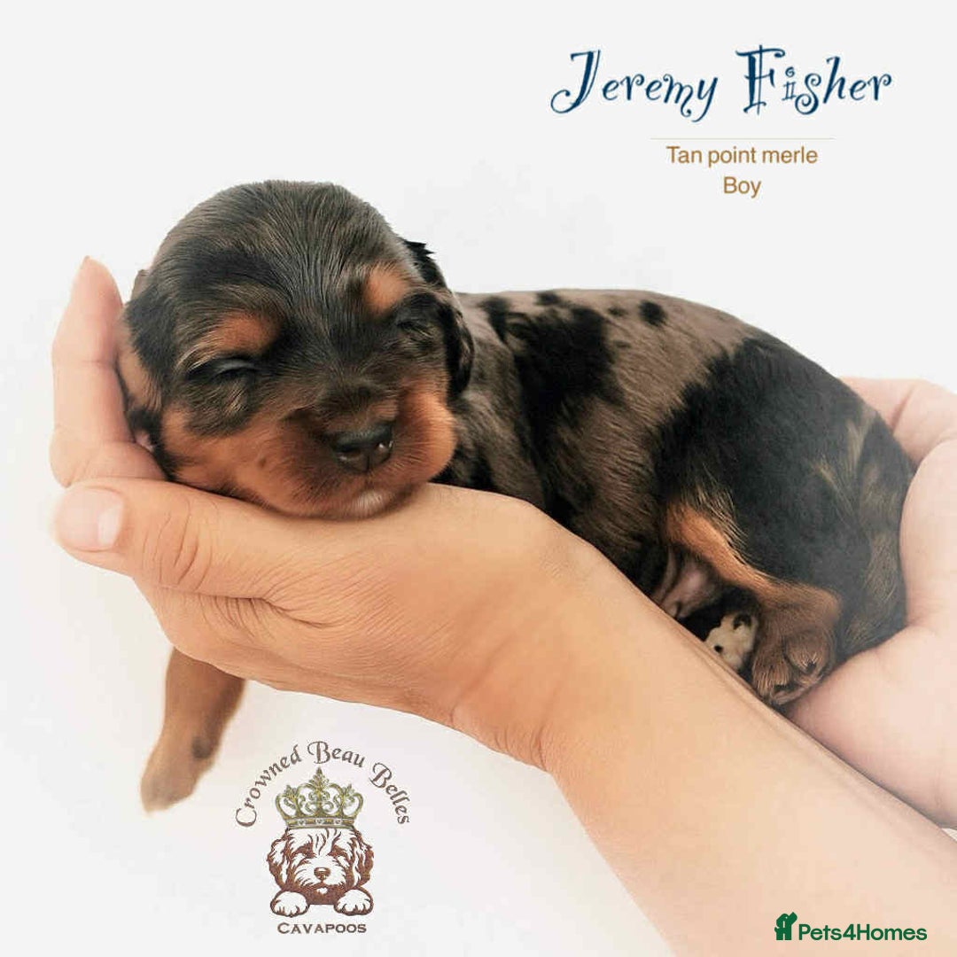 Cavapoo dogs for sale: Beautiful F1 Cavapoo Puppies - Image 2