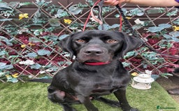 Mixed Breed dogs for adoption: Bentley - Image 1