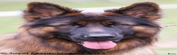 German Shepherd dogs for stud: Long Haired German shepherd  - Advert 4