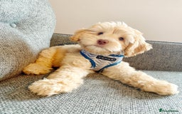 Australian Labradoodle dogs for sale: Rehoming Simba A gorgeous Aussie Labradoodle  - Image 1