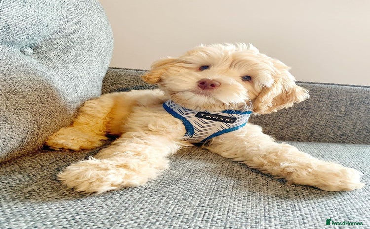 Australian Labradoodle dogs - Advert 1