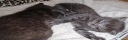 Domestic Shorthair cats for sale: 3 adorable kittens for sale  - Advert 17