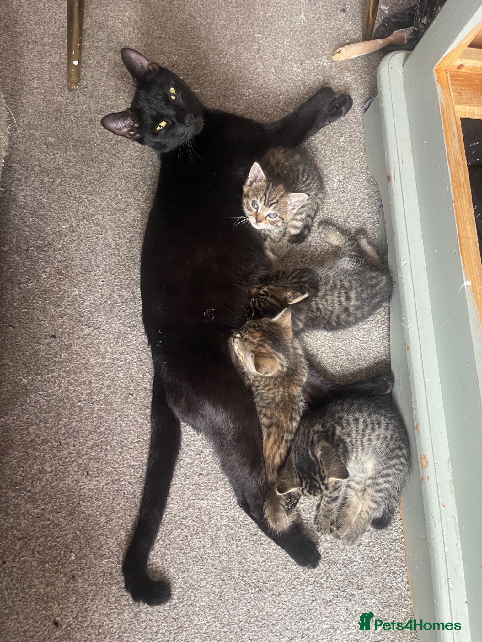 Mixed Breed cats Kitten tabby  - Advert 1
