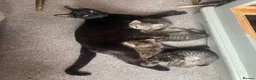 Mixed Breed cats for sale: Kitten tabby  - Advert 1