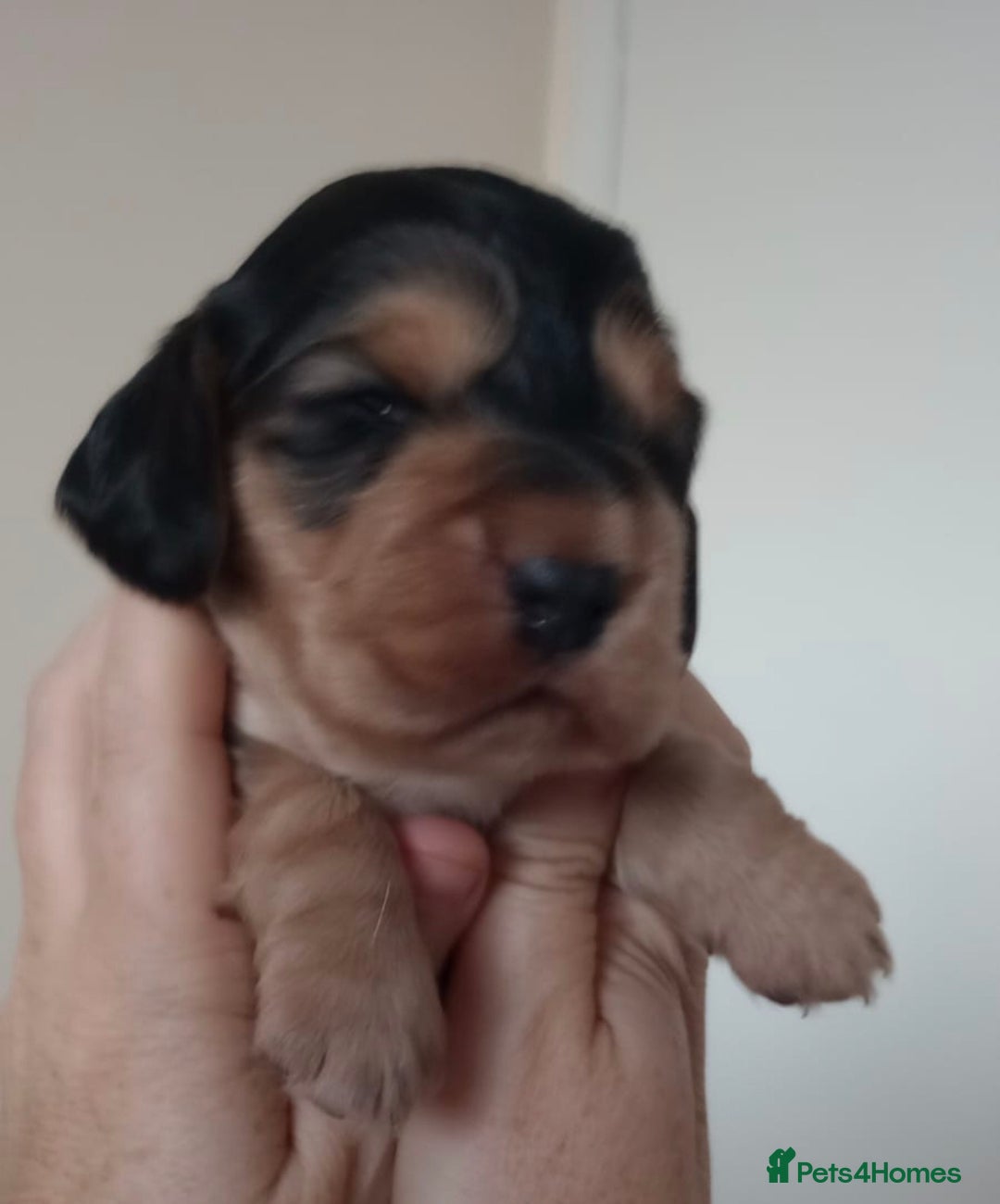 Cocker Spaniel dogs for sale: Beautiful full show cockers  - Advert 14