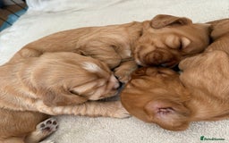 Cocker Spaniel dogs for sale: 3 beautiful cocker spaniel puppies  - Image 3