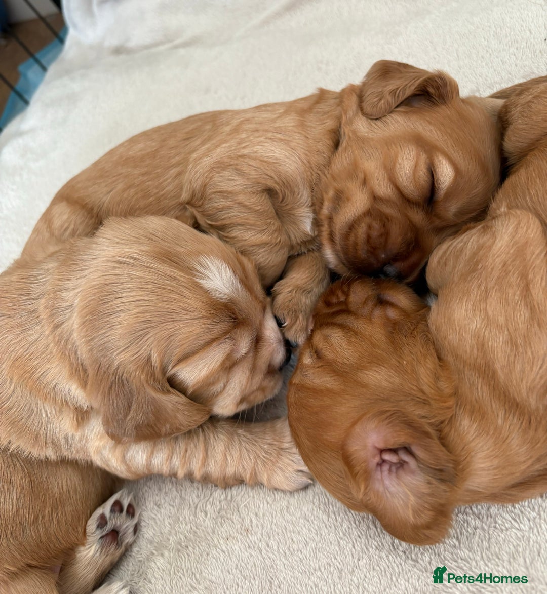 Cocker Spaniel dogs for sale: 3 beautiful cocker spaniel puppies  - Image 3