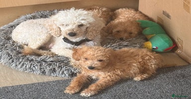 Maltipoo dogs - Advert 14