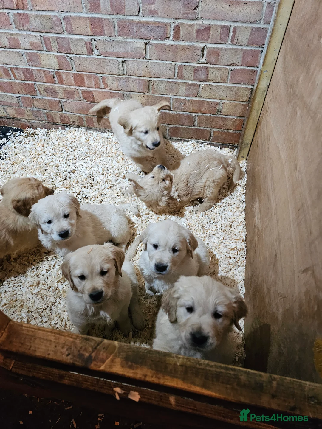 Golden Retriever dogs for sale: Golden retriever puppy for sale in Harrow  London - Advert 20