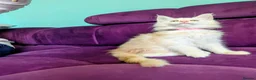 Maine Coon cats for sale: Pedigreed Maine Coon kittens - Advert 6
