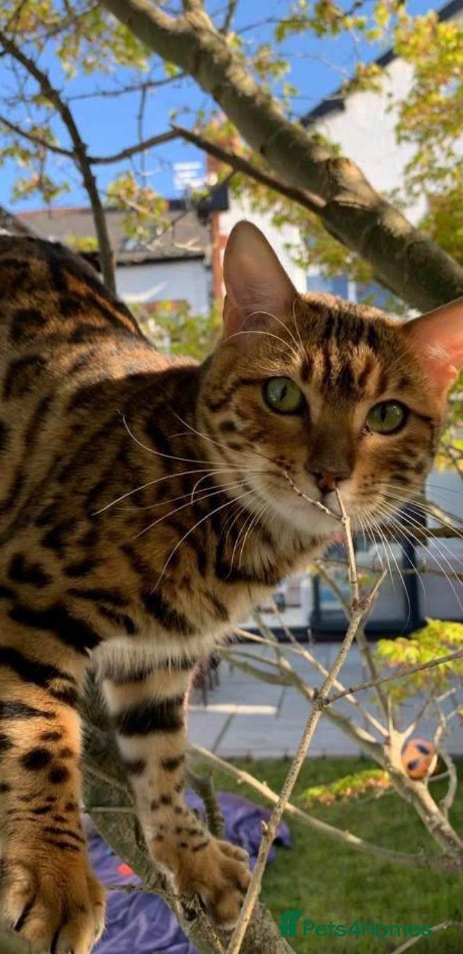 Bengal cats Beautiful Pedigree Bengal  –  Forever Home Wanted - Advert 2