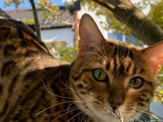 Bengal cats Beautiful Pedigree Bengal – Forever Home Wanted - Advert 2