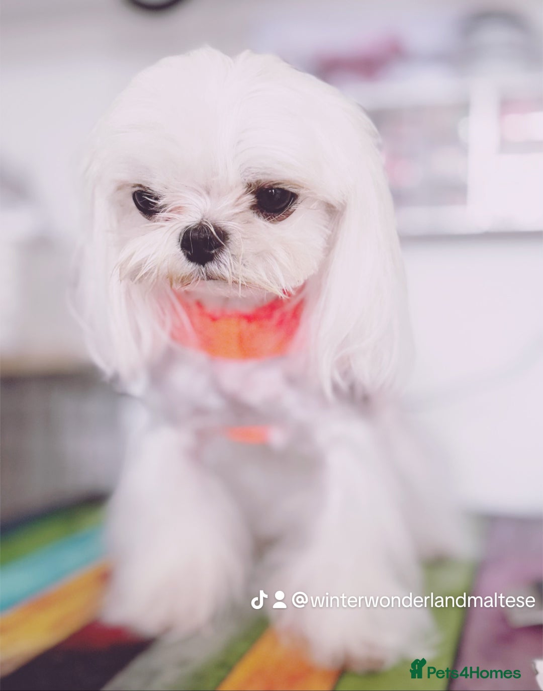 Maltese dogs for sale: 💙Gorgeous Tiny Full Korean Boy KC Reg💙 - Advert 4