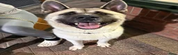 Akita dogs for sale: Akita  in Washington - Advert 5