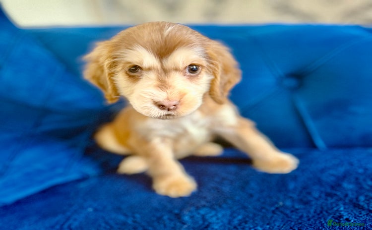 Cocker Spaniel dogs - Advert 1