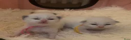 Ragdoll cats for sale:  Gorgeous Bicolour Kittens - Advert 5