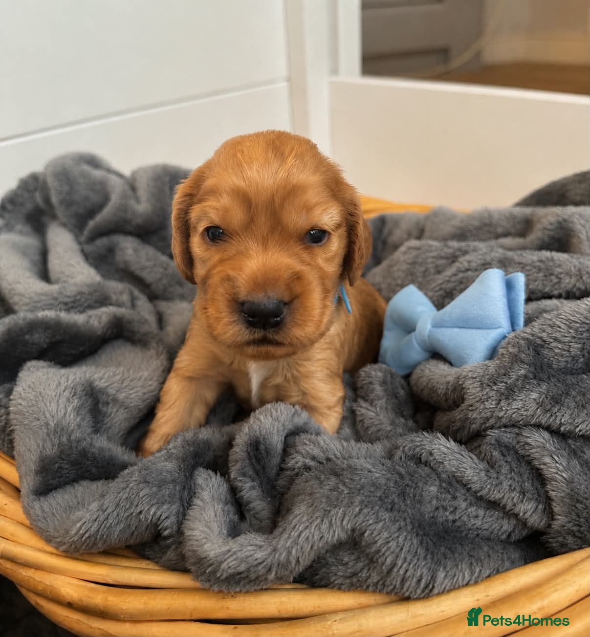 Cocker Spaniel dogs Beautiful Golden Cocker Spaniel Puppies KC Reg. - Advert 2