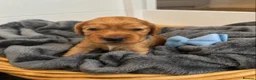 Cocker Spaniel dogs for sale: Beautiful Golden Cocker Spaniel Puppies KC Reg. - Advert 2
