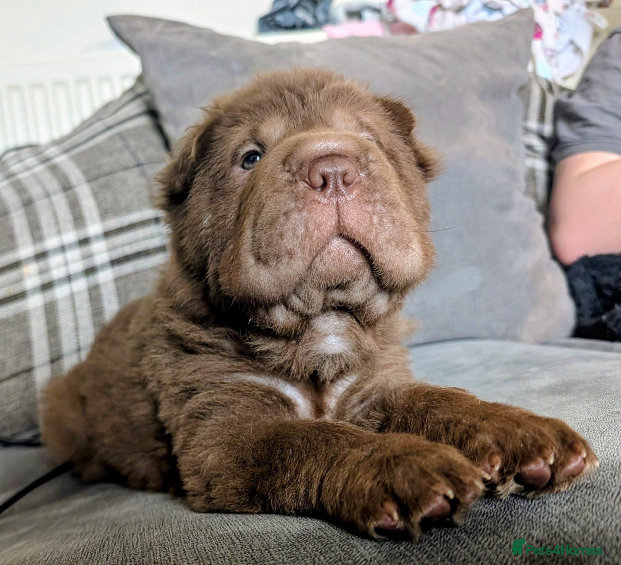 Shar Pei dogs READY TO LEAVE LAST LITTLE BOY  - Advert 1