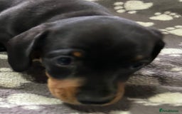 Miniature Dachshund dogs for sale: Stunning Miniature Dachshund Pups - Image 18