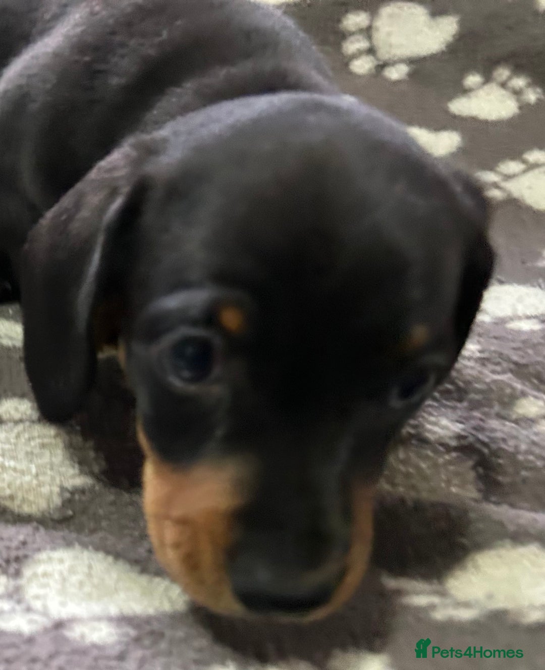Miniature Dachshund dogs for sale: Stunning Miniature Dachshund Pups - Image 18