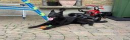 German Shepherd dogs for sale: STUNNING 1-YEAR-OLD BLACK GERMAN SHEPHERD MALE in London - Advert 4