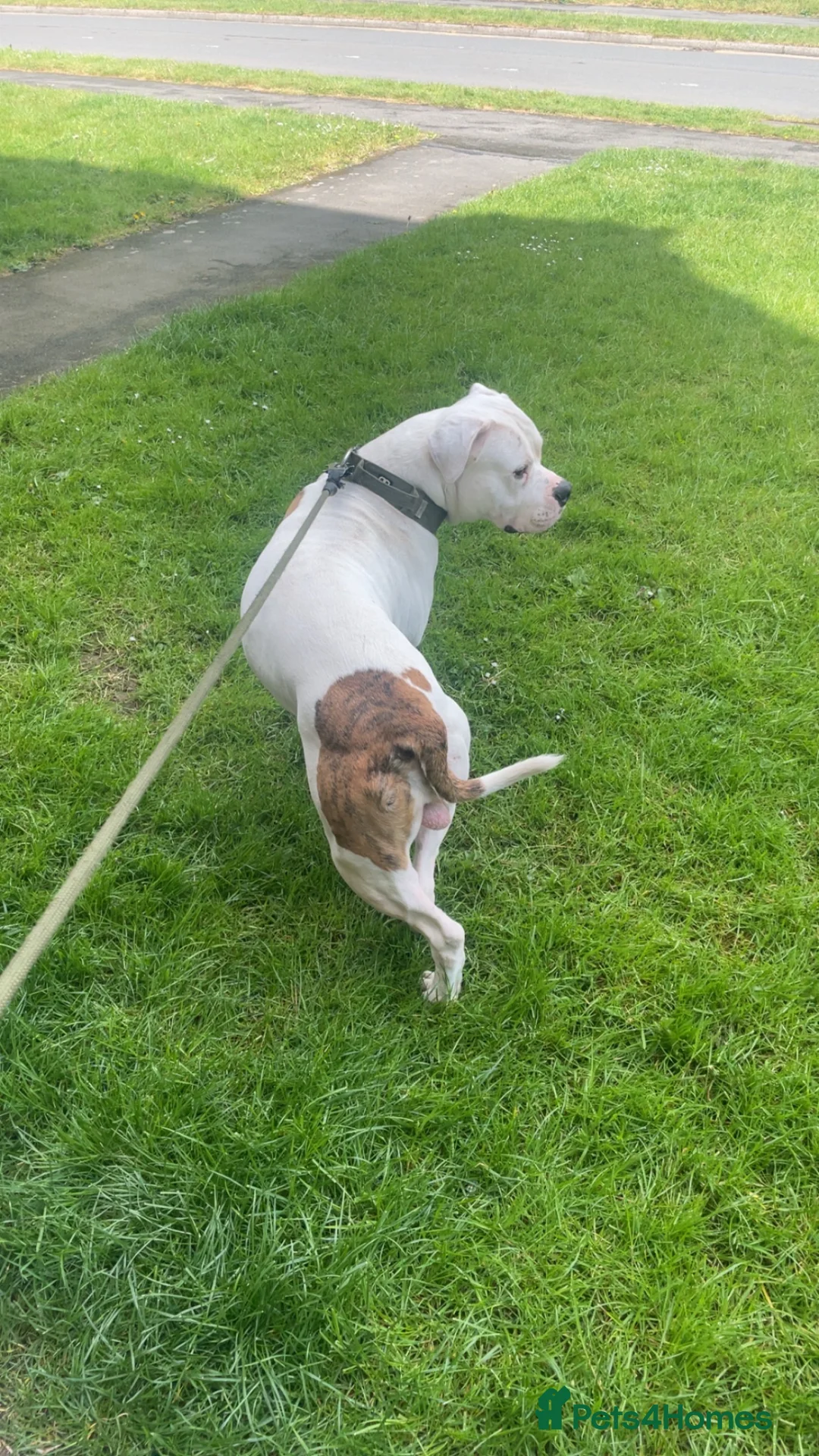 American Bulldog dogs for sale: 4 year old  - Advert 2